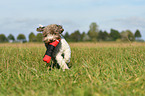 playing Lagotto Romagnolo