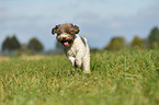 running Lagotto Romagnolo