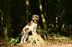 Lagotto Romagnolo