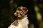 Lagotto Romagnolo Portrait