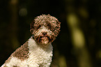 Lagotto Romagnolo Portrait