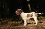 Lagotto Romagnolo