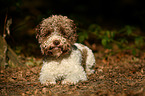 lying Lagotto Romagnolo