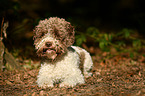 lying Lagotto Romagnolo