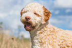 Lagotto Romagnolo Portrait