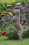 begging Lagotto Romagnolo