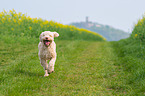 running Lagotto Romagnolo