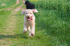 2 dogs