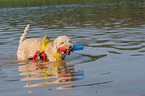 playing Lagotto Romagnolo