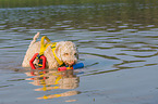 playing Lagotto Romagnolo