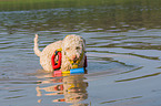 Lagotto Romagnolo in the water