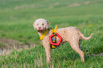 Lagotto Romagnolo