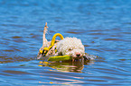 Lagotto Romagnolor is trained as a water rescue dog