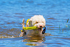 Lagotto Romagnolor is trained as a water rescue dog