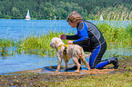 Lagotto Romagnolor is trained as a water rescue dog