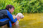 Lagotto Romagnolor is trained as a water rescue dog