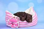 2 Lagotto Romagnolo Puppies