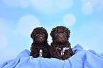 2 Lagotto Romagnolo Puppies