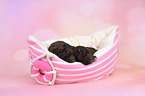 2 Lagotto Romagnolo Puppies