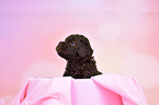 Lagotto Romagnolo Puppy