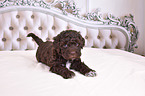 Lagotto Romagnolo Puppy