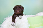 Lagotto Romagnolo Puppy