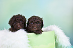 2 Lagotto Romagnolo Puppies