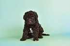 Lagotto Romagnolo Puppy