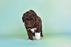 Lagotto Romagnolo Puppy