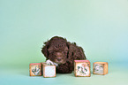 Lagotto Romagnolo Puppy