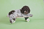 lying Lagotto Romagnolo Puppy