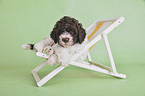 lying Lagotto Romagnolo Puppy