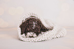 lying Lagotto Romagnolo Puppy