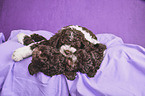 lying Lagotto Romagnolo puppies