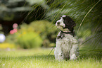 Lagotto Romagnolo puppy