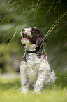 Lagotto Romagnolo puppy