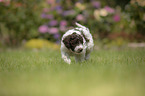 Lagotto Romagnolo puppy