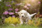 Lagotto Romagnolo puppy