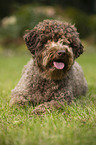 lying Lagotto Romagnolo