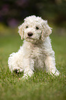 Lagotto Romagnolo puppy