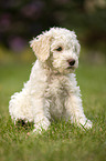 Lagotto Romagnolo puppy