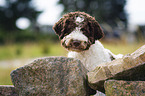 Lagotto Romagnolo portrait