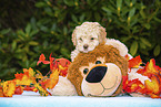 Lagotto Romagnolo Puppy with soft toy