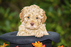 Lagotto Romagnolo Puppy in a hat