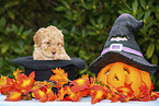 Lagotto Romagnolo Puppy in a hat