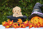 Lagotto Romagnolo Puppy in a hat