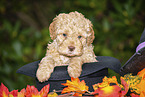 Lagotto Romagnolo Puppy in a hat