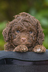 Lagotto Romagnolo Puppy in a hat