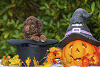 Lagotto Romagnolo Puppy in a hat