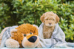 Lagotto Romagnolo puppy portrait